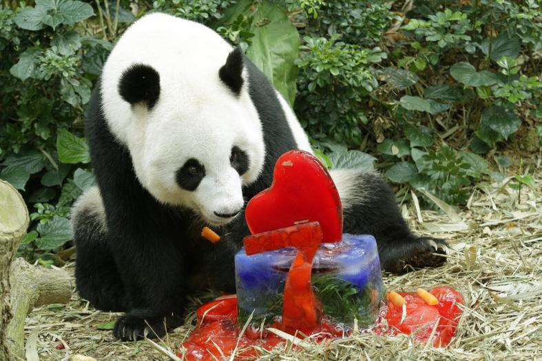 Female panda Jia Jia enjoys her birthday cake in her enclosure at the River Safari.