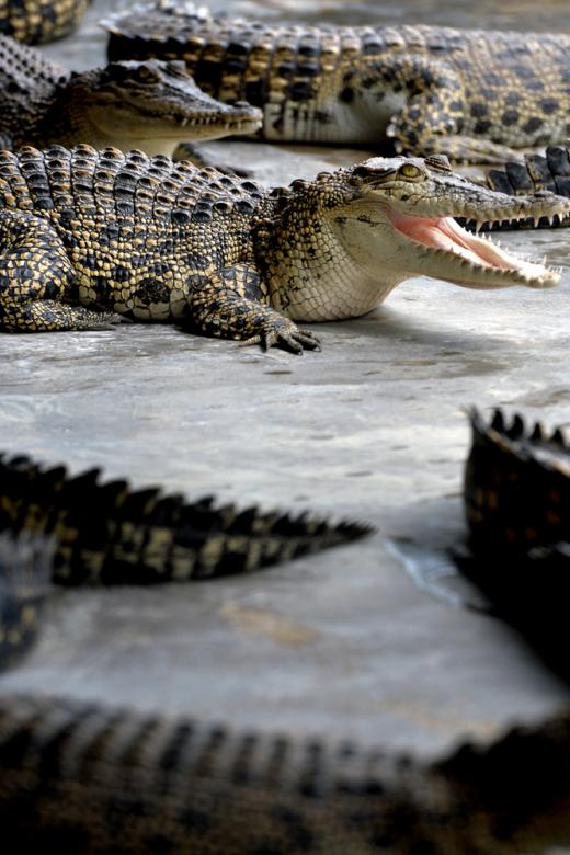 Crocodile farms in Singapore