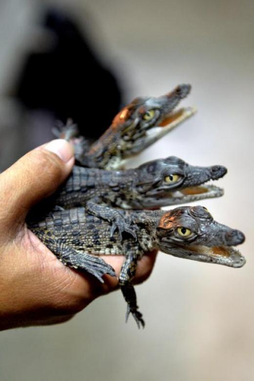 Crocodile farms in Singapore