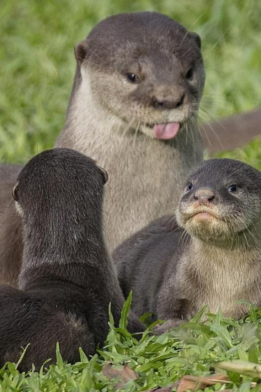 Local otters offspring of two different species