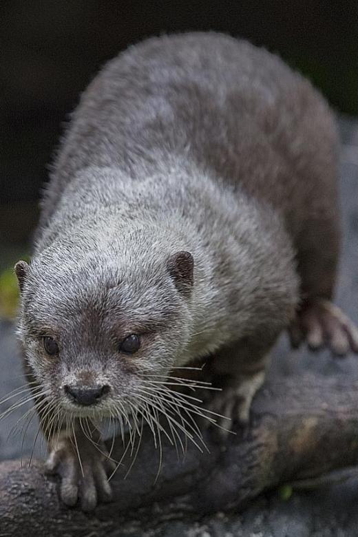 Local otters offspring of two different species