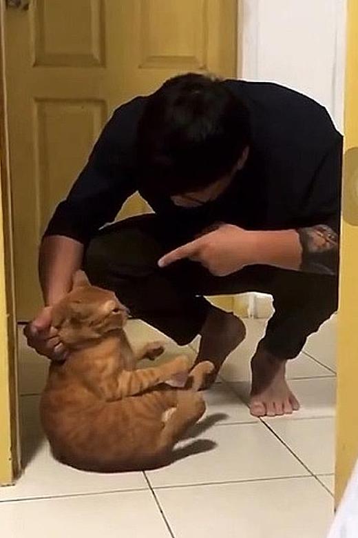 Couple filmed hitting pet cat have taken it to vet