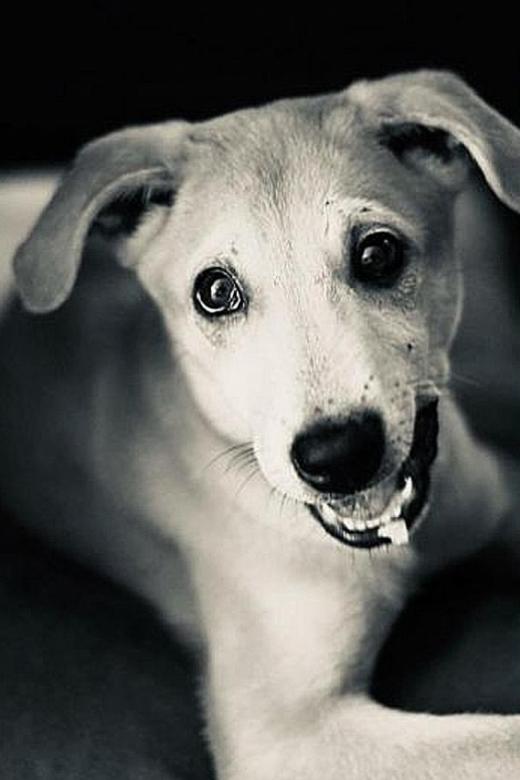 No breach found in euthanasia of Loki the dog: AVS