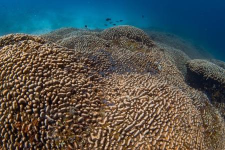 Scientists find world’s largest coral grown over three centuries