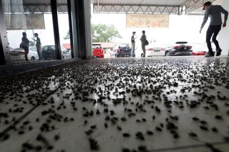 Invasion of houseflies hits Simpang Ampat residents in Penang