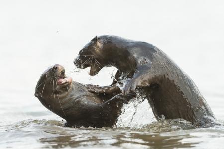 Singapore otters a hit overseas