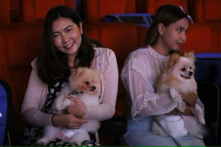 Paws and popcorn: Thai cinema allows pet owners to enjoy movies with their furkids