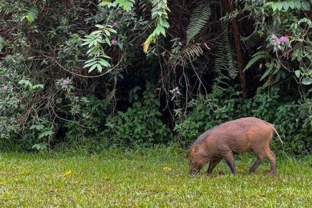 Eight wild boars in Bukit Panjang trapped since May by NParks