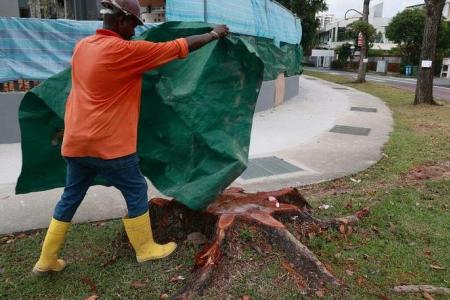 9 trees safe from being cut down for cycling path lighting