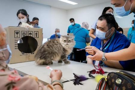 Practice makes purrfect: Cats help nursing home residents improve their mobility      