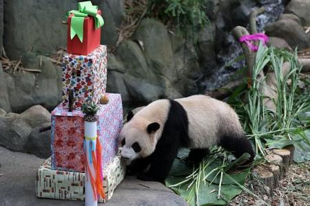 Fans turn up at River Wonders to celebrate S’pore-born panda Le Le’s 2nd birthday