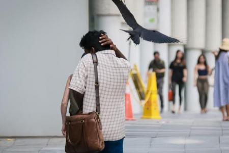 Crows attack passers-by outside Orchard Central