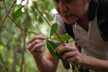 In a bid to coax the return of primary forest trees