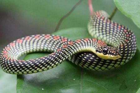 What to do if you chance on a snake? Stay calm and back away slowly 