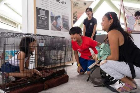 SPCA enhances its youth programmes amid rising concerns of animal abuse cases by youths