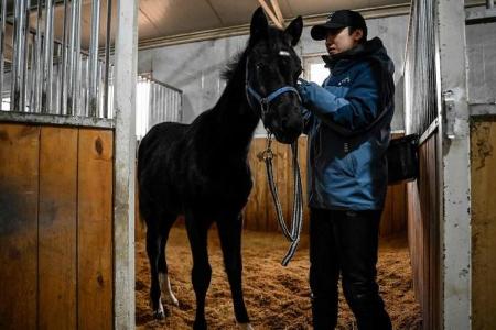 Cloned horse raises hopes for equestrian sports in China