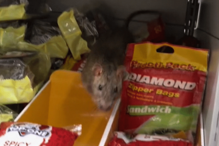 Rat caught on video jumping from FairPrice shelf in Pasir Ris