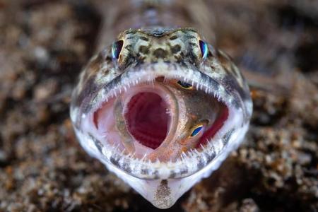 S’porean wins top prize in global contest with photo of lizardfish trying to eat grouper in Philippines 