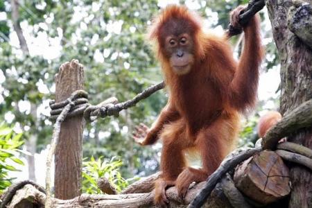 M'sia plans to give orang utan to palm oil trading partners