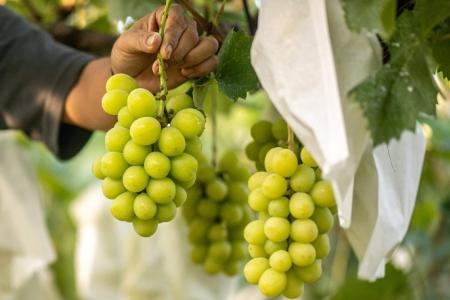 High levels of chemical residue found on Shine Muscat grapes