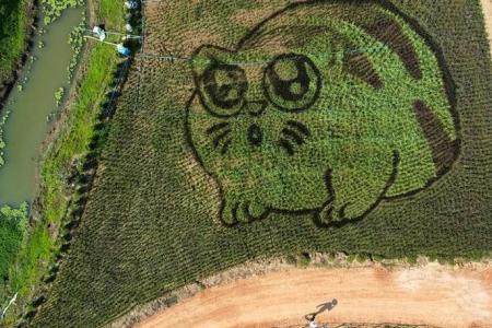 Thai rice farmer makes art with plantings that depict cats