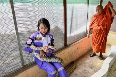 Pythons on your porch? Call Myanmar’s ‘snake princess’