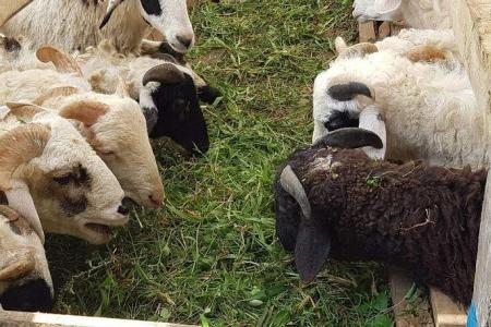 Korban registration opens on Wednesday; sheep will cost $360 to $380 each