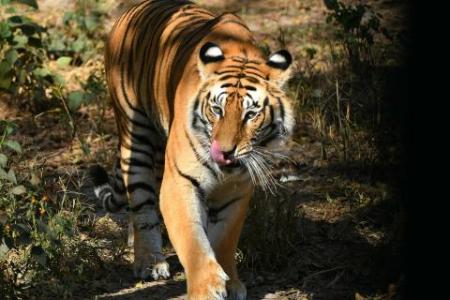 Tiger bites off keeper's hand at Japan safari park: Kyodo