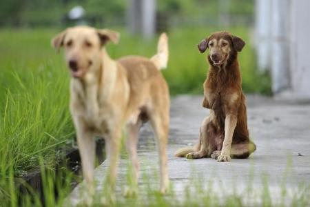 80% of stray dogs sterilised under government programme