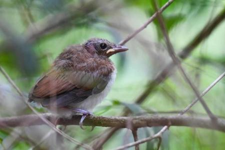 First mainland Singapore breeding of mangrove whistler confirmed