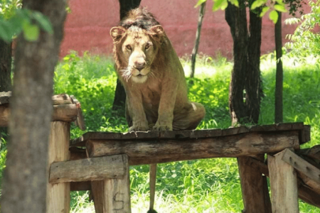 Man enters lion enclosure in India zoo for selfie, gets mauled to death