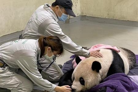 Beloved panda gifted by China to Taiwan dies