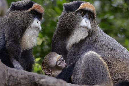 Baby boom at Singapore’s wildlife parks