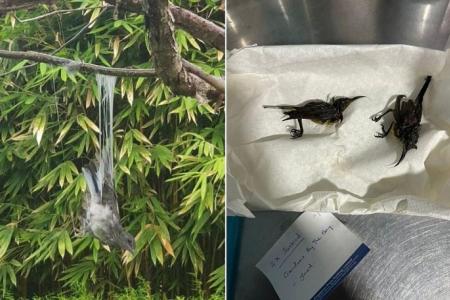 Glue traps found at Gardens by the Bay, sparking poaching concerns