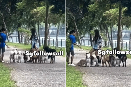 NParks probing video of handler kicking dog on Coney Island