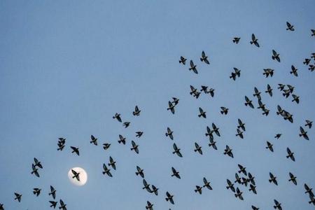 ‘I felt awed’: Flocks of daurian starlings sighted in Yishun and Sengkang