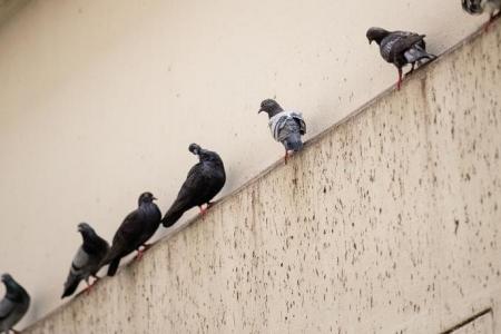 ‘They fly in the minute I sit down’: Acres, residents want more policing against bird feeding