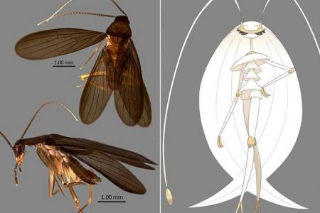 New species of cockroach found  in Singapore, named after Pokemon character