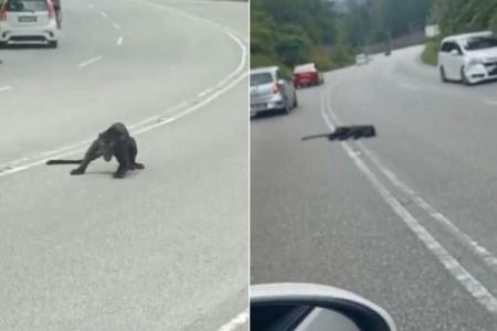 Black panther dies after road accident in Malaysia