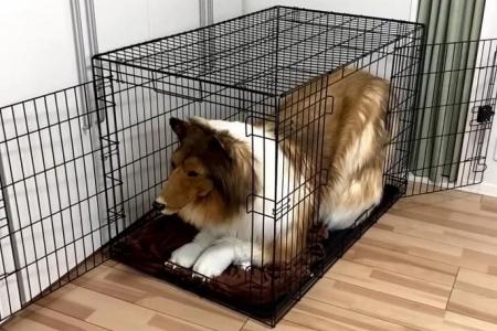 Japanese man who spent nearly $20,000 on dog costume gets cage to fulfil canine fantasy 