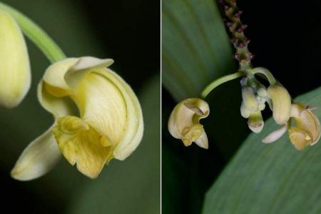 New ‘Merlion’ orchid discovered in Singapore