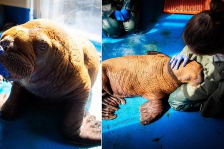 Rare walrus calf under ‘cuddle care’ dies in Alaska