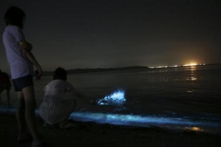 Blue glow in waters off eastern S'pore shoreline will last for 2 to 4 more days: Marine biologist