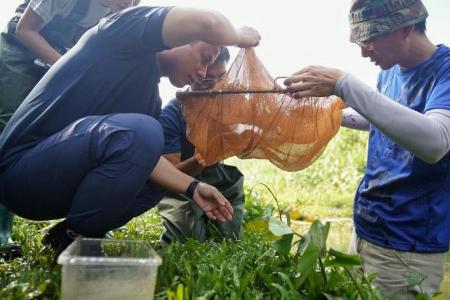 Clementi Forest nature trail to be enhanced, public helps with nature survey