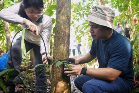 Clementi Forest nature trail to be enhanced, public helps with nature survey