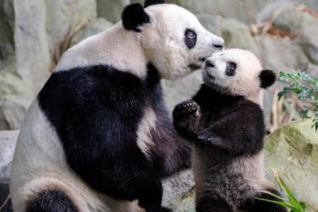 Jia Jia eases into her role as mum of first panda cub born here