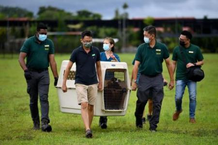 Rare cinereous vulture fails to fly after release attempt