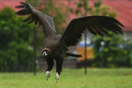 Second attempt to free cinereous vulture fails with bird not being able to sustain flight