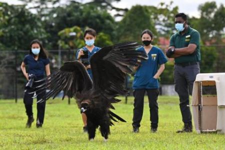 Rare cinereous vulture fails to fly after release attempt