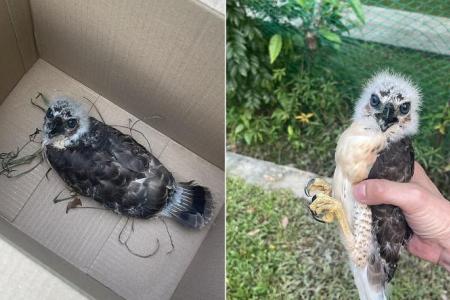 Goshawk chicks fall from tree, one later euthanised